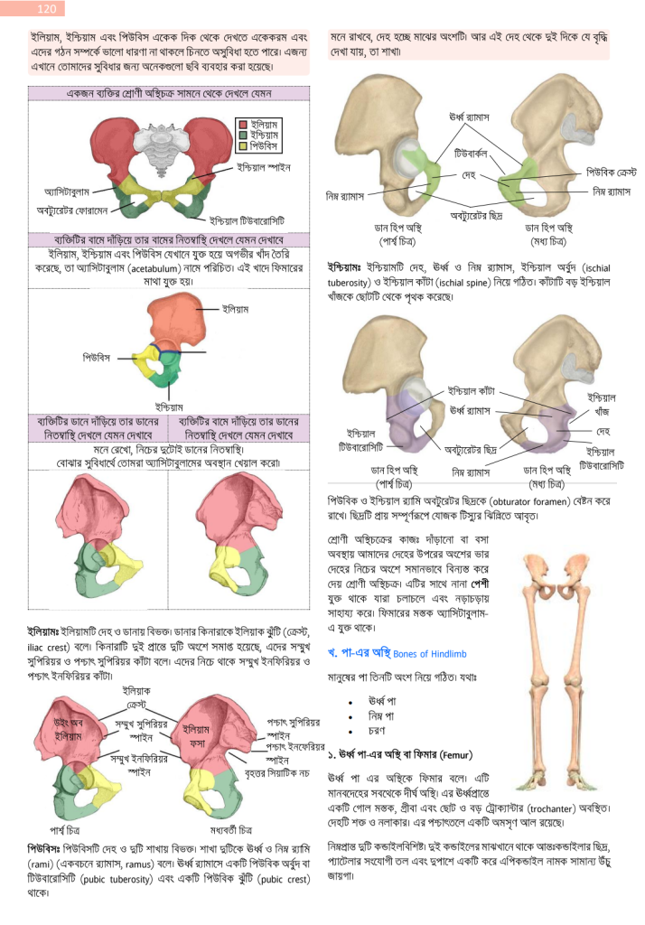 প্রাণিবিজ্ঞানঃ শ্রোণী অস্থিচক্র (অধ্যায় ৭)